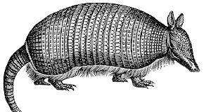 Armadillo image